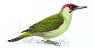 Green woodpecker - 2nd hole