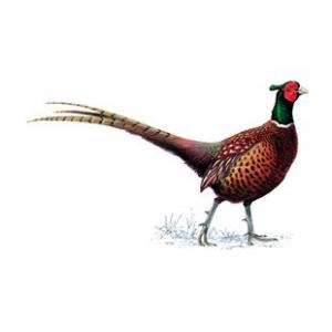 Cock pheasant - 8th hole