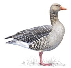 Greylag Goose - everywhere
