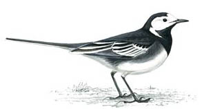 Pied wagtail - 6th hole